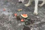 娱乐吃瓜酱中华田园犬,揭秘中华田园犬的趣味生活